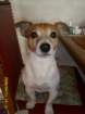 sirtoby005_small.jpg