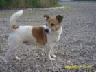 heste026_small.jpg