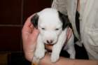 img_3109_small.jpg