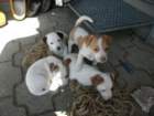 pict0495_small.jpg